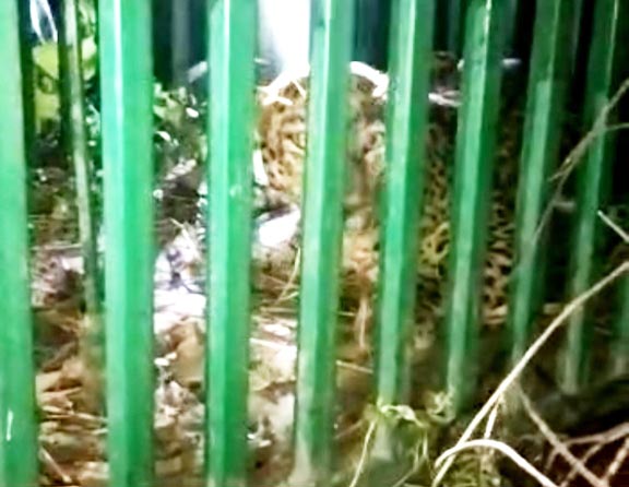 मादा तेंदुआ पिंजरे में कैद, उदंती सीतानदी अभ्यारण में छोड़ा