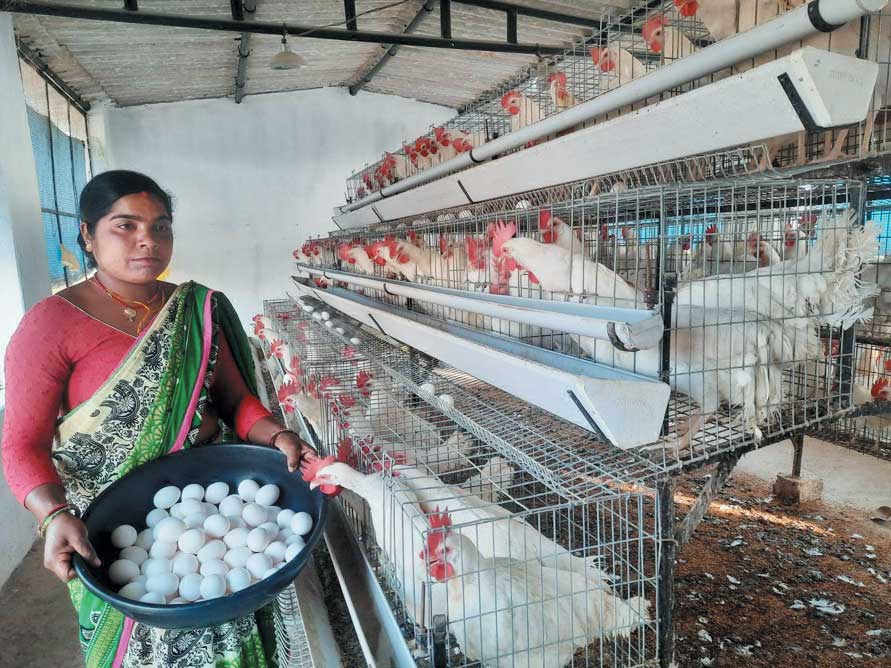 सरगुजा के गोठानों में मुर्गीपालन से महिलाएं हो रहीं आत्मनिर्भर