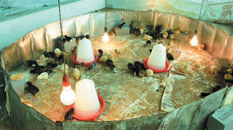 पहली बार सरकारी सहायता से पाली मुर्गियां, जबर्दस्त फायदा हुआ तो इस बार कमाई के पैसे से फिर समूह ने खरीदी मुर्गियां