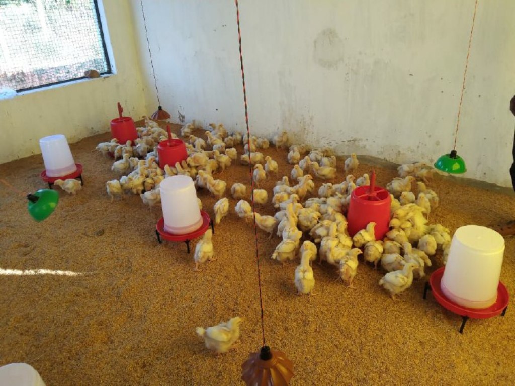 गोठानों में ब्रायलर मुर्गी पालन की शुरुआत, महिलाओं के लिए बेहतर आय का बनेगा स्रोत