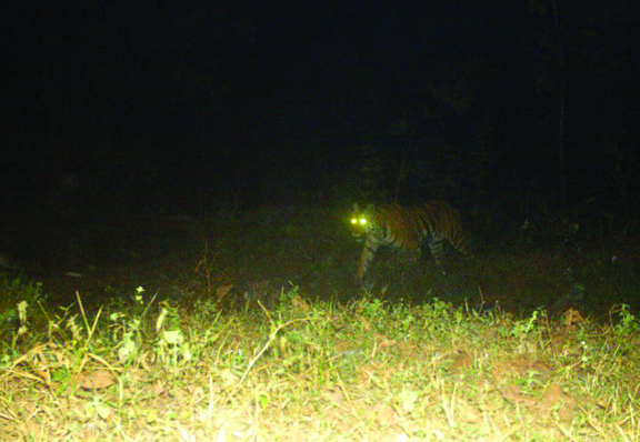 रिहायशी इलाके के करीब दिखा बाघ, कैमरे में कैद