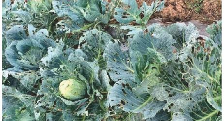 बारिश से साग सब्जी, दलहन व तिलहन के फसलों को काफी नुकसान