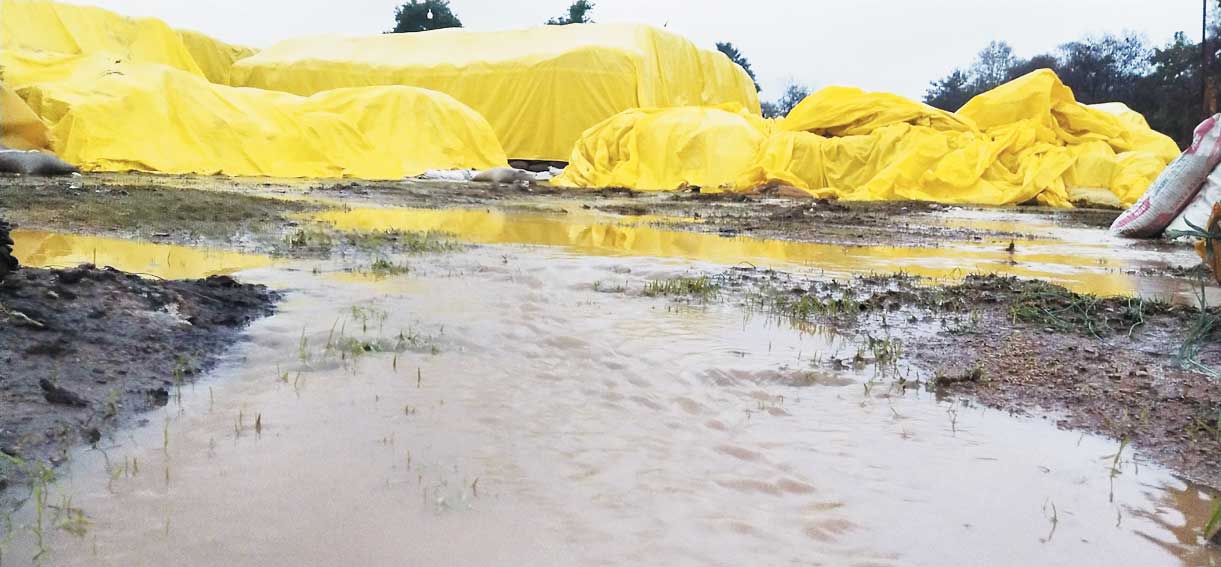बेमौसम बारिश: कई धान खरीदी केंद्रों में धान भीगा