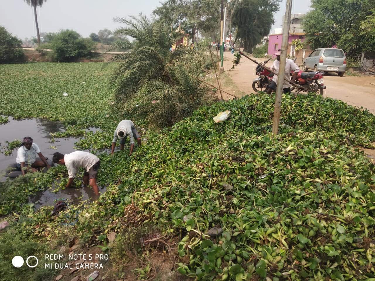 मोतीपुर तालाब से जलकुंभी की सफाई शुरू