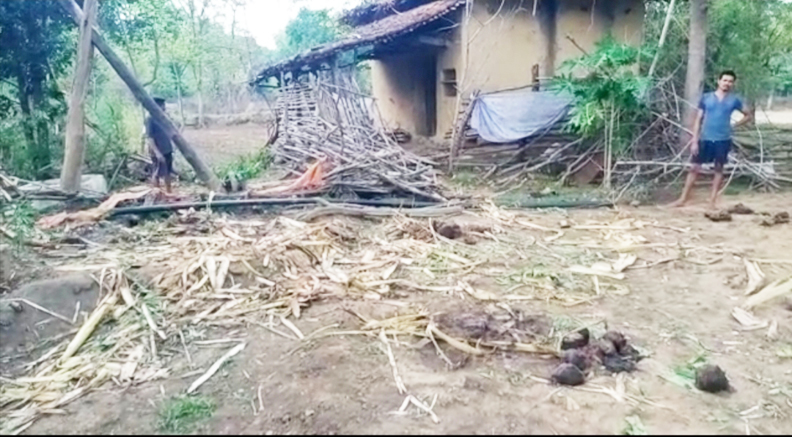 वनांचल क्षेत्र के गांवों में हाथी दल, मकान तोड़े