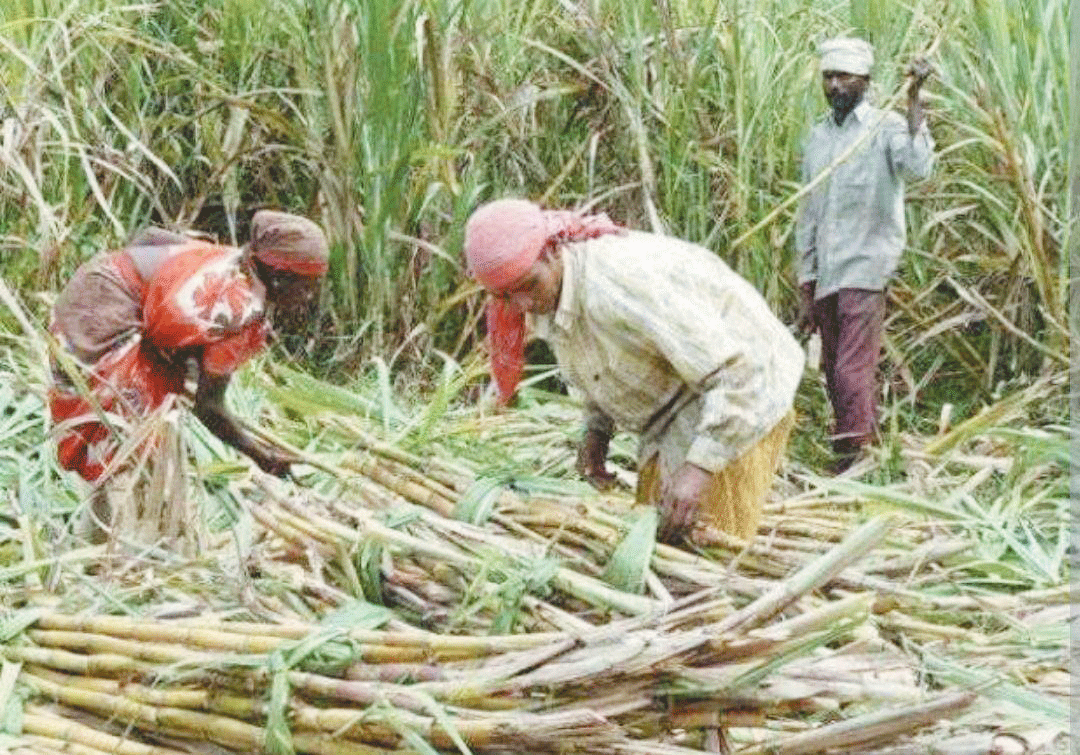 गन्ना किसानों को 12 करोड़ की शेष प्रोत्साहन राशि भुगतान का आदेश