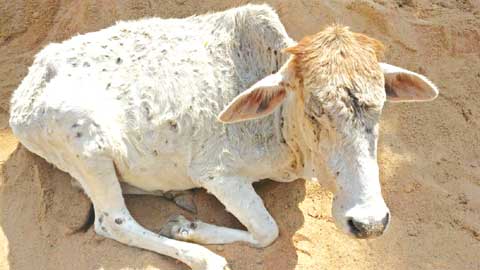 सुंदर नगर में लंपी लक्षण वाली गाय मिली, वेटनरी अस्पताल भेजा गया