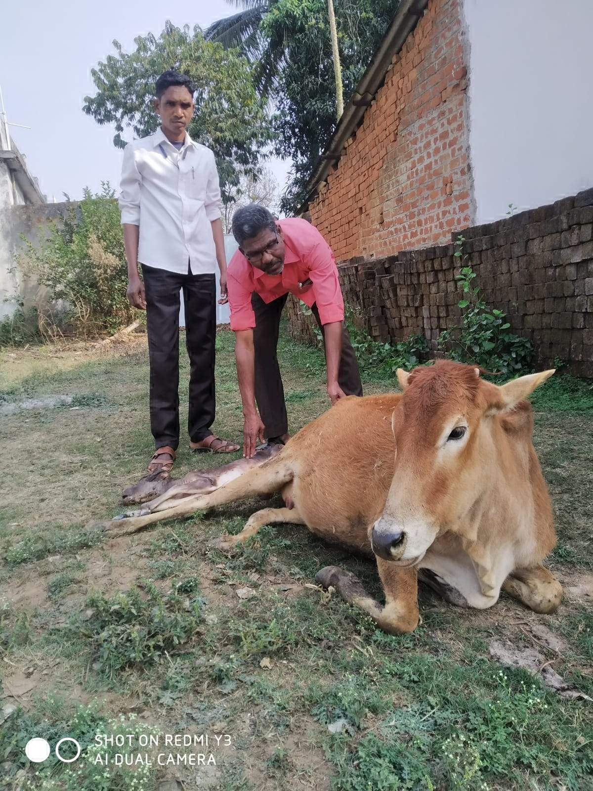 पशु चिकित्सा सहायकों  ने बचाई गाय की जान