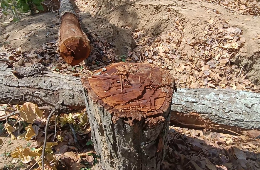 जंगलों में अंधाधुंध पेड़ों की कटाई जारी