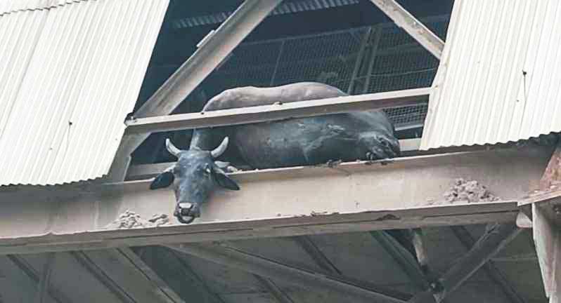 अडानी संयंत्र में कन्वेयर बेल्ट में फंसकर गाय की मौत