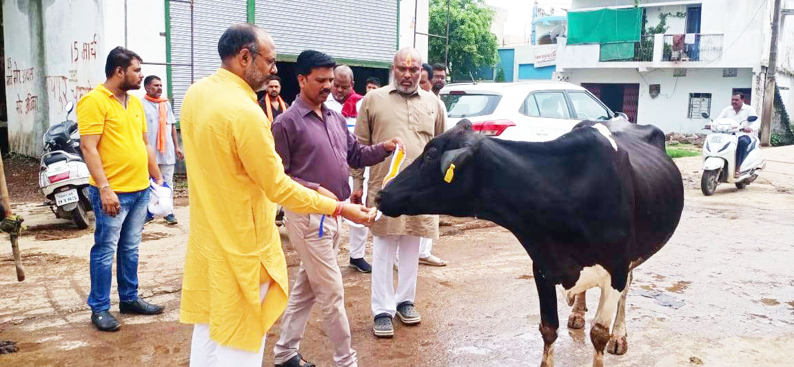 जिला अध्यक्ष के नेतृत्व में भाजपा ने गायों को आटा लोंदी खिला, गले में रेडियम पट्टी बांध मनाया हरेली तिहार