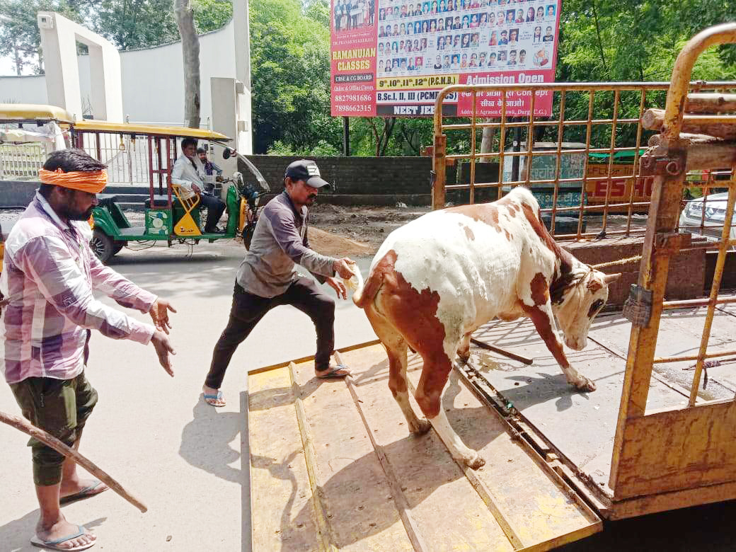 निगम दुर्ग क्षेत्र में घूमने वाले आवारा मवेशियों की धरपकड़