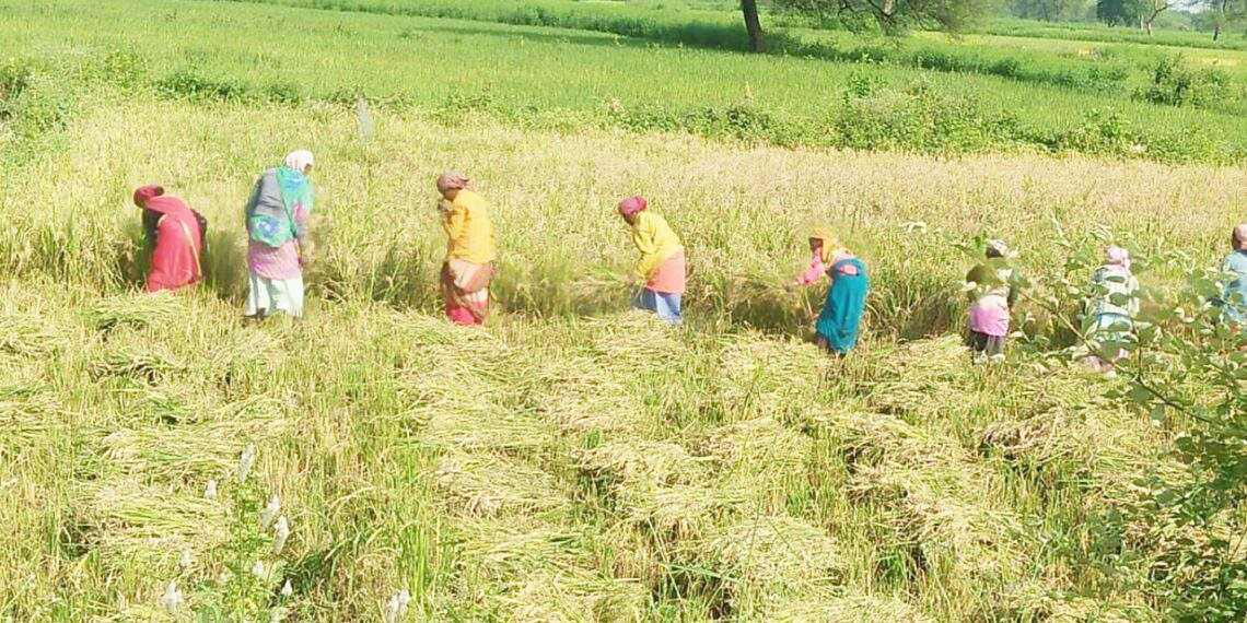 चुनावी चौपाल से अनजान किसान धान की कटाई-मिंजाई में हुए व्यस्त