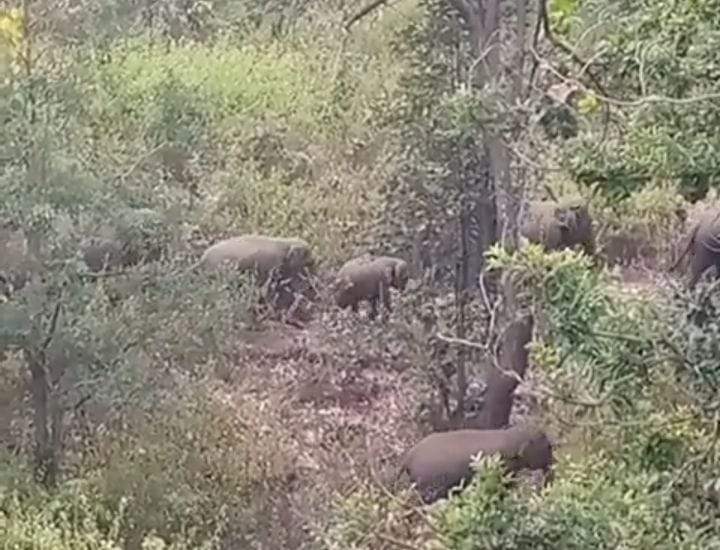 जंगल में हाथी दल का डेरा, फसलें रौंदी, दहशत
