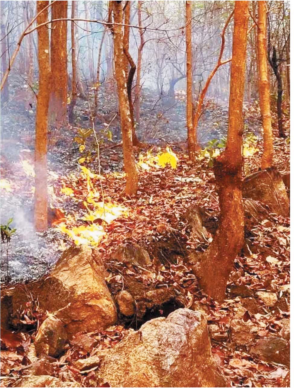 जंगल में लगी आग, फार्म हाउस को क्षति