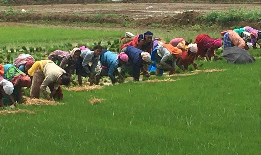 रासायनिक खाद के ज्यादा इस्तेमाल से बंजर होने का खतरा बढ़ा, उत्पादन घटा