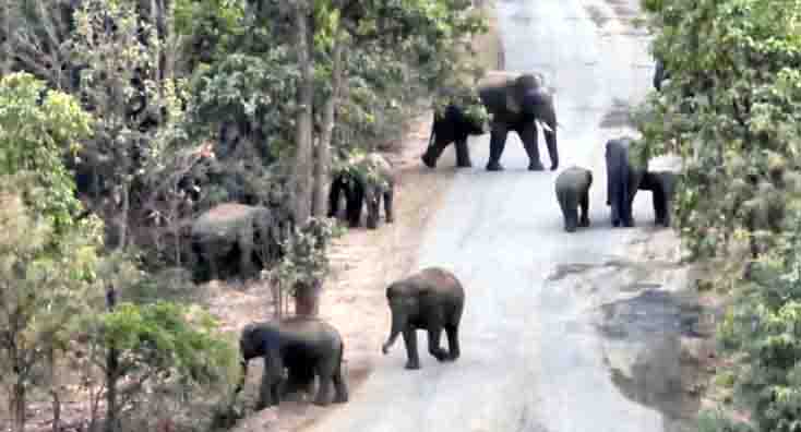 हाथियों की चिंघाड़ से गूंज रहा रायगढ़, सौ से अधिक की मौजूदगी
