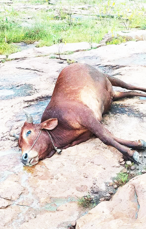 गाज से 3 मवेशियों की मौत