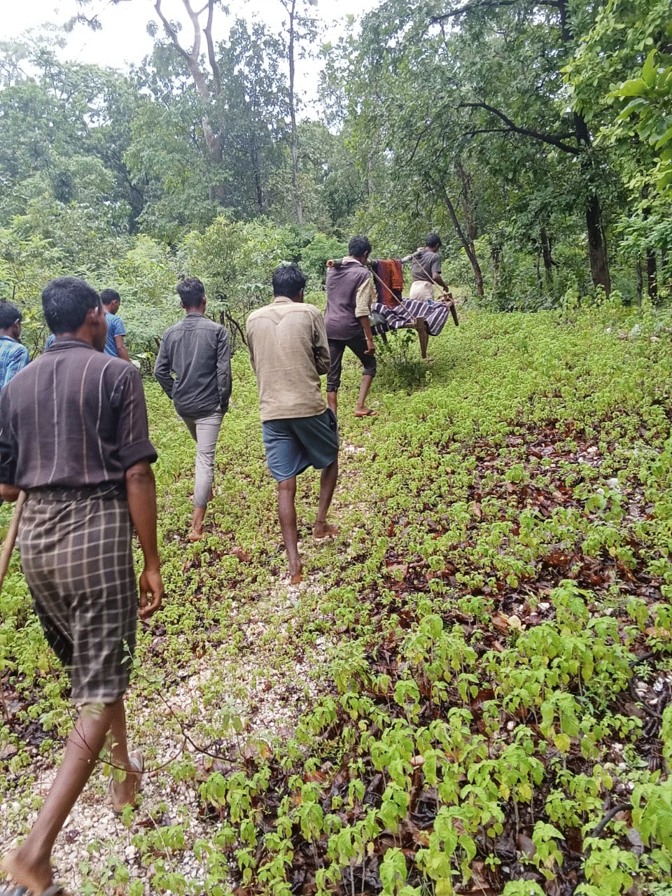 सांप काटने से पंडो बालिका की मौत