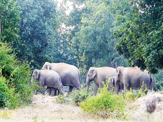 आधा दर्जन हाथियों ने खेतों में मचाया उत्पात