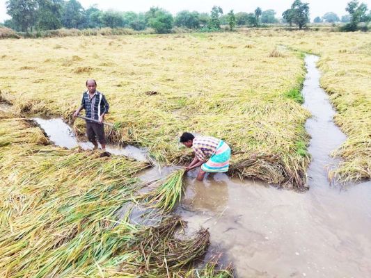 बेमौसम बारिश: खेत में पानी भरा, सैकड़ों एकड़ फसल खराब होने की कगार पर