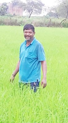 काल-लाल के बाद अब हरा चावल की फसल