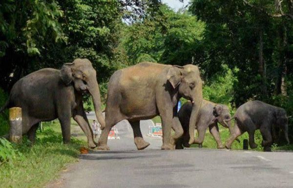  गरियाबंद- नवागढ़ की पहाड़ों में पहुंचा हाथी दल