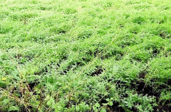 दलहन-तिलहन की पौने दो लाख हेक्टेयर की खेती बेमौसम बारिश से चौपट