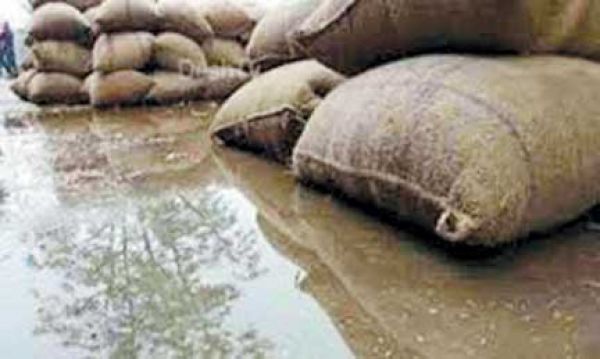 बेमौसम बारिश, दलहन- तिलहन फसलों को नुकसान