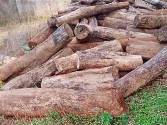 सरायपाली गोदाम से तेंदू-कुल्लू प्रजाति की 38 टन लकड़ी बरामद