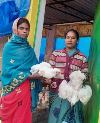 गोठान में ब्रायलर मुर्गीपालन महिलाओं के लिए खोल रही तरक्की के द्वार