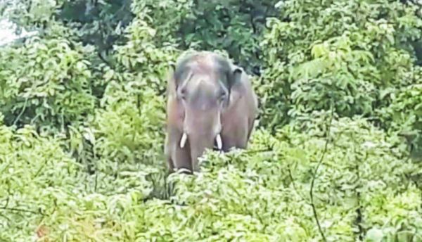 धरमजयगढ़ वन क्षेत्र में 42 हाथियों की मौजूदगी