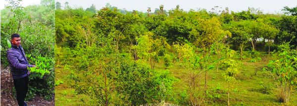 नगपुरा में 5 सालों से प्रतिवर्ष हजार पौधे रोपित, गांव में फैली हरियाली