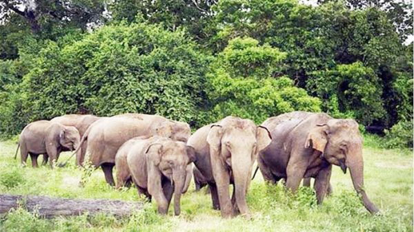 लैलूंगा क्षेत्र में हाथियों को भगाने की अनूठी परंपरा  