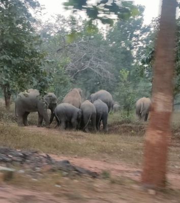 हाथी दल खडग़वां वन क्षेत्र में