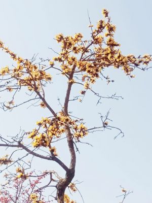 बैकुंठपुर-रोबो में दिखा दुर्लभ पीले पलाश के फूलों से लदा पेड़