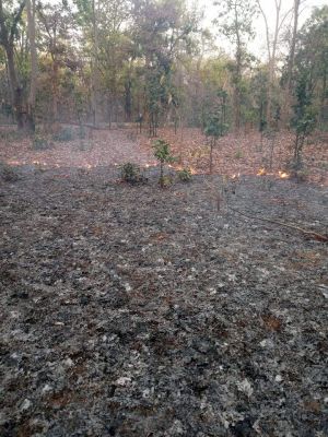 वन कर्मी हड़ताल पर, तेज गर्मी से कई जंगलों में आग