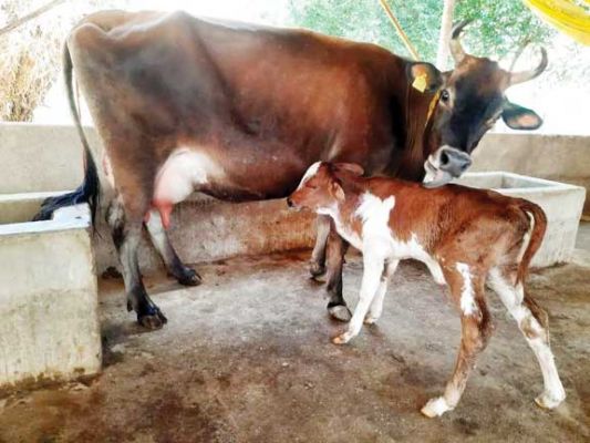 कृत्रिम गर्भाधान से पशुओं की नस्ल में सुधार, दूध उत्पादन बढऩे से पशुपालकों को होगा फायदा