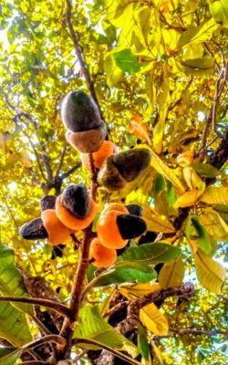 जलवायु परिवर्तन : बढ़ती गर्मी से विलुप्त होते जंगली फल