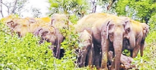 पानी के लिए गांवों में दस्तक देने वाले हाथियों ने रास्ता बदला, छोड़ा एटीआर