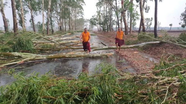 आंधी-बारिश ने मैनपाट में मचाई तबाही, कई जगह गिरे पेड़