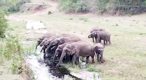 कांकेर-चारामा में हाथी दल, वन विभाग रख रही नजर