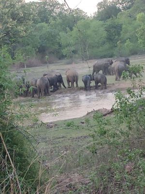 75 जंगली हाथियों का अलग-अलग दल कर रहा विचरण