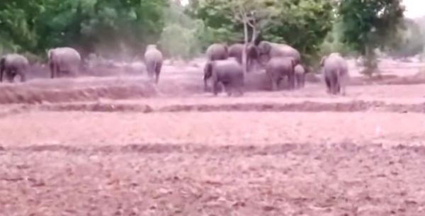 कोरबा में फिर पहुंचा 22 हाथियों का दल, दो शावक भी साथ