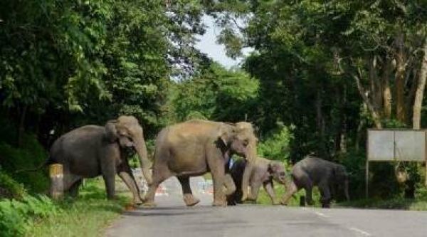 जीपीएम में हाथियों का हमला, एक ग्रामीण की जान गई, दूसरा घायल