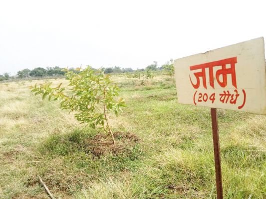 जिले के 9 पंचायतों के 108 एकड़ में 20 हजार 450 पौधे रोपित करने का लक्ष्य