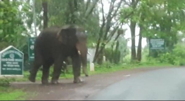 चंदा हाथी दल ने तोड़े मकान, जिले में डेरा, गांवों में अलर्ट जारी