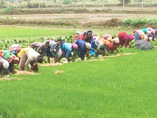 अच्छी बारिश से किसानों के चेहरे खिले, महासमुंद जिले में अब तक 50 से ज्यादा फीसदी बोनी