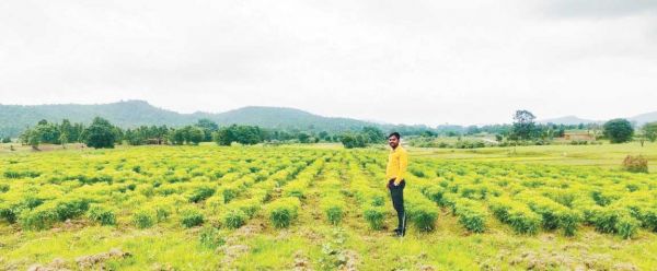  जशपुर की मिर्च से लाल हुए किसान अब तक 30 करोड़ का कारोबार