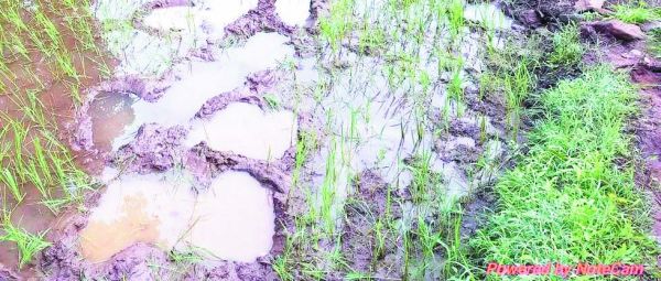 खडग़ांव क्षेत्र में हाथियों का उत्पात, दो ग्रामीणों का मकान क्षतिग्रस्त